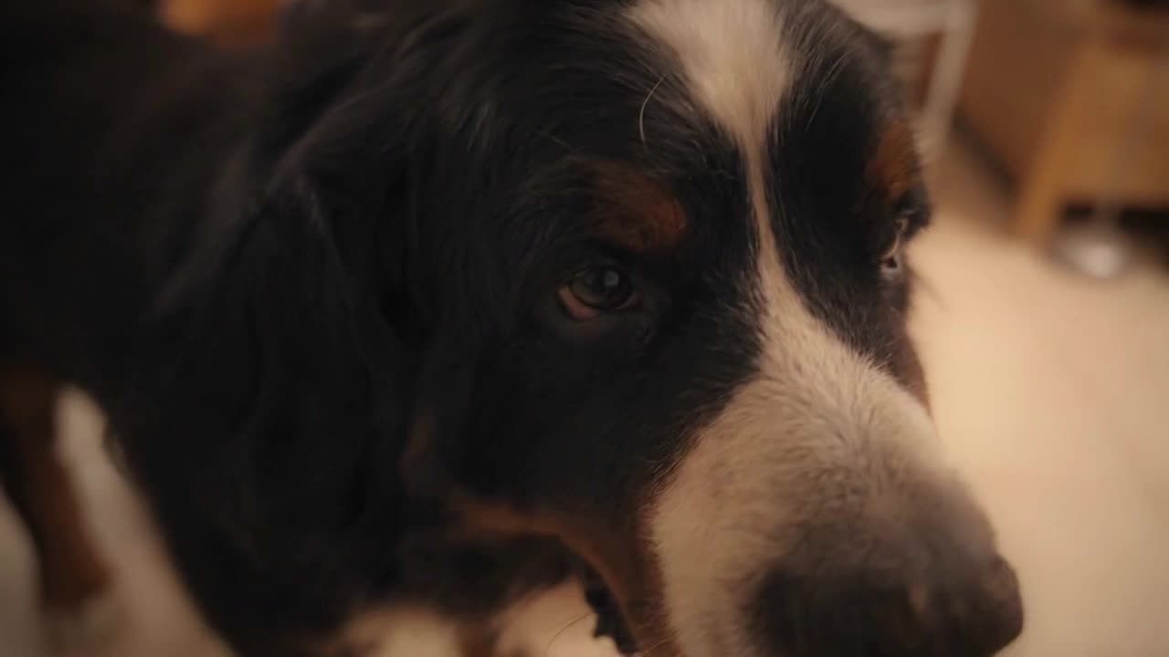 Big Bernese mountain dog at home