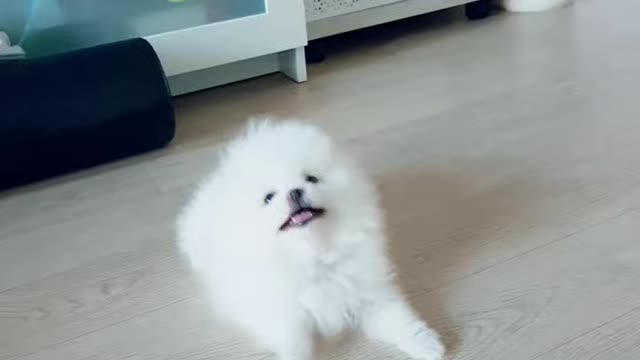 Puppy reacting to sound