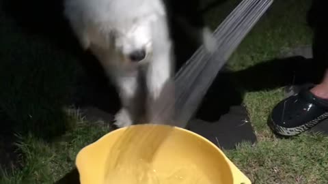 Baby Puppy Drinking Water (Edge and Doo-sik)