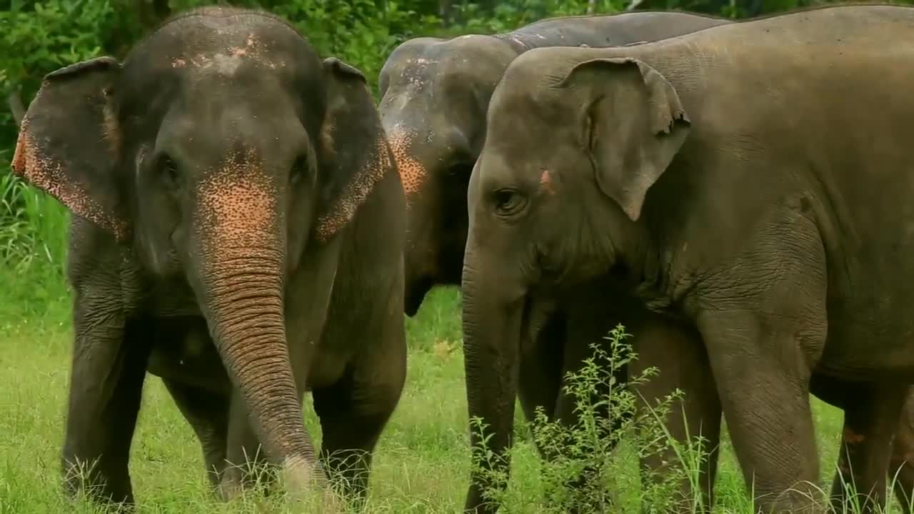 Wild animal elephant || elephant