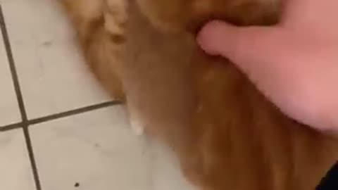 Funny cats and dogs videos funniest animal video #FunnyClips0408 #cutecat #funnyclips