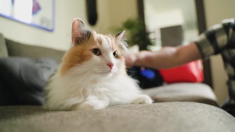 Baby cat cute reactions