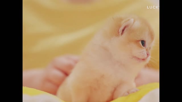 🍼Bottle Feeding 6 Starving Kittens
