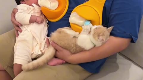 Belly Laughs Guaranteed: Cats and Dog's Hundred Moments of Mirth Unveiled"