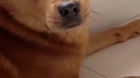 Cute Dog playing with Scorpian, Pet, Dog