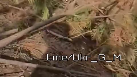 🇺🇦Ukronazis, moving in the area of ​​Serebryansky Forest
