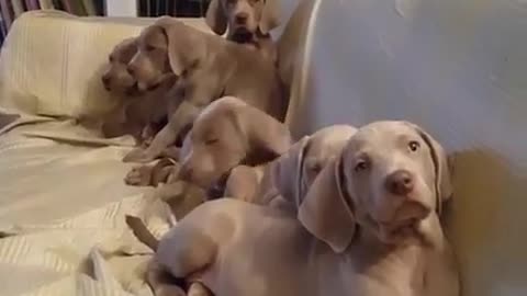 A bunch of cute pet dogs