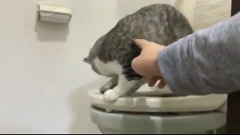 I teach my cat to go to the toilet😺😺😺😺