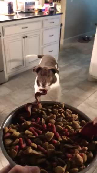 Happy dog waiting for breakfast