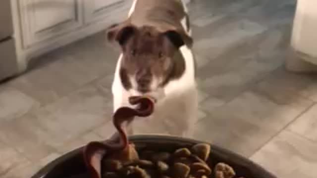 Happy dog waiting for breakfast