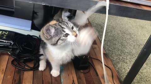 small cat playing with tape