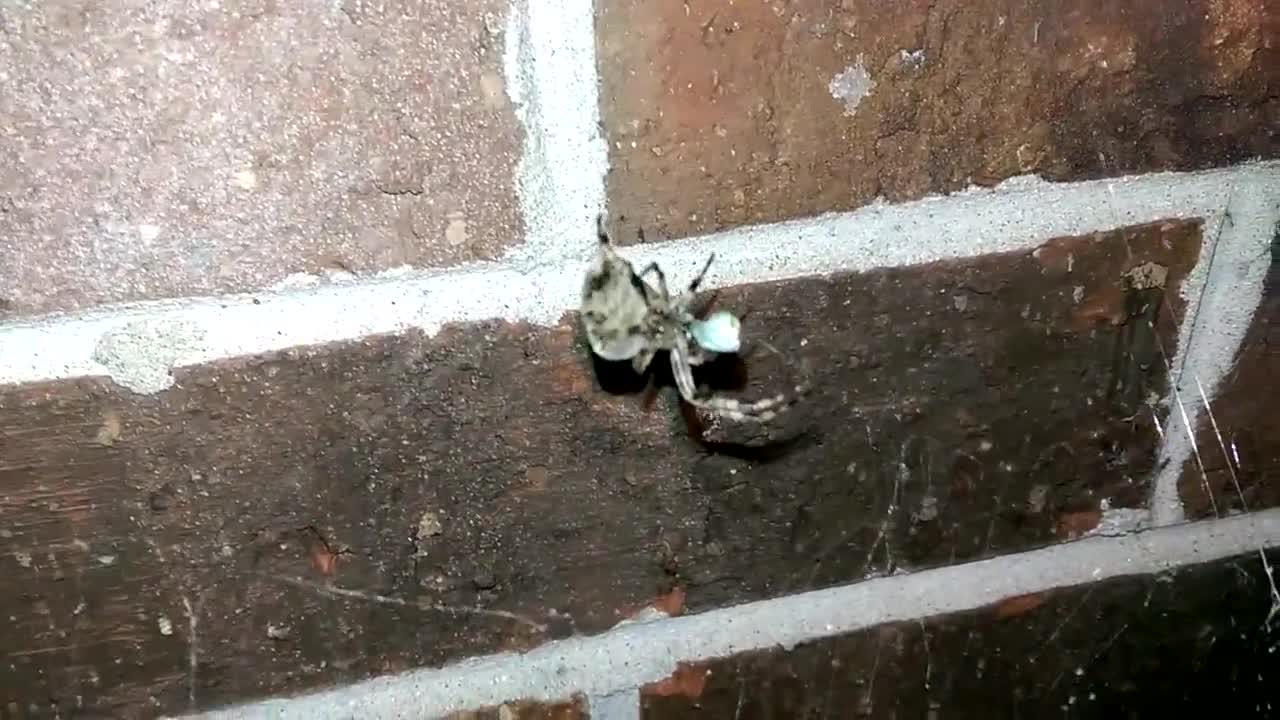 Wood spider Vs Moth