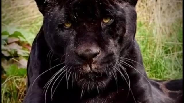 How do you feel when the leopard stares at you like that