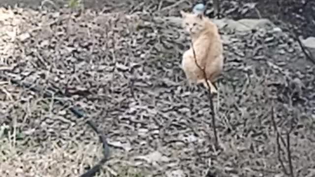 Beautiful Cat Behind the house