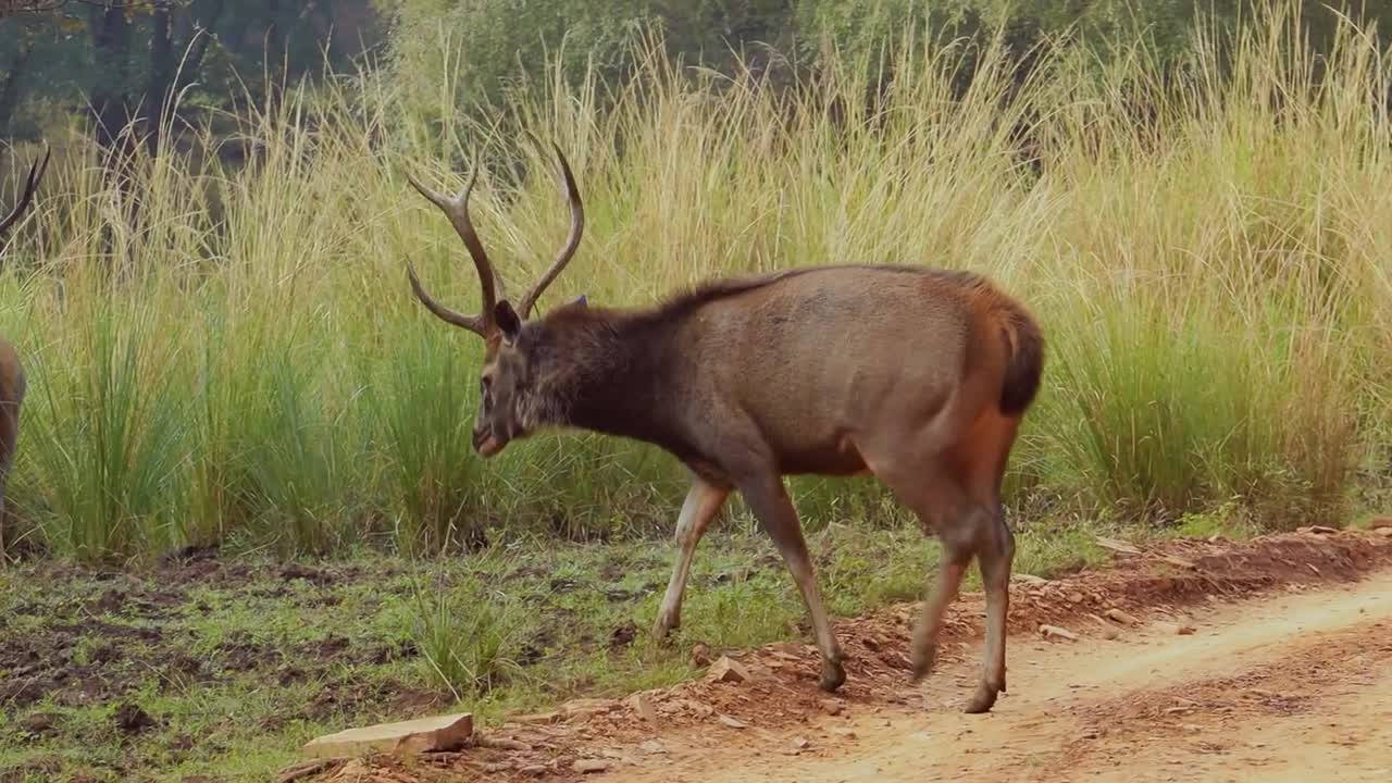 Sambar Rusa unicolor is a large deer native to the Indian subcontinent, South China,