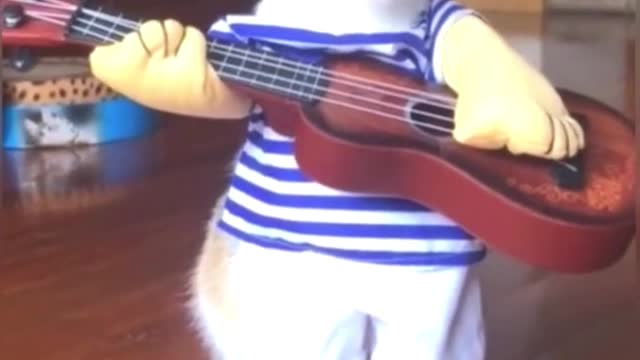 Best of the funny video, Musical cat #24