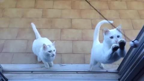 Cutest Cats online