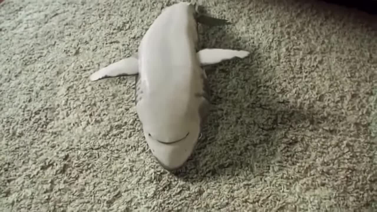 funny and cute shark