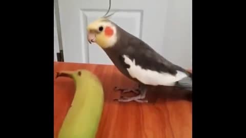 cute parrot