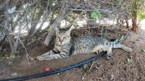 MICHAEL JACKSON - Homeless cat in Ras Al Khaimah, UAE #cat #cats #MichaelJackson #emirates #ae #UAE