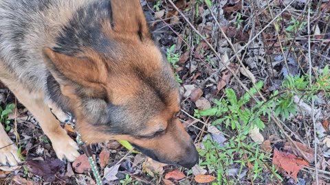 Virgil german shepherd.
