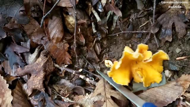 Chanterelle mushroom at Georgia U.S.A