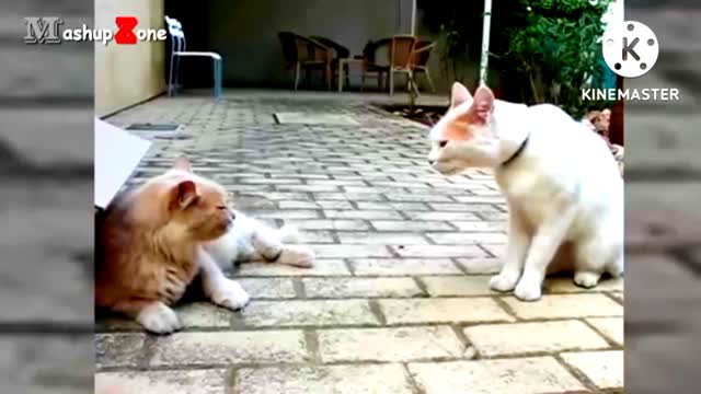 Funny cat Tallking to each other vedio