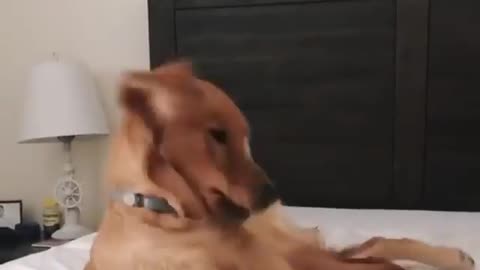 Very excited doggy