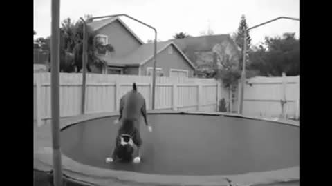 Try not to Laugh | Amazing friendships between human animal