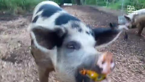 Funniest Farm Animals 🐖