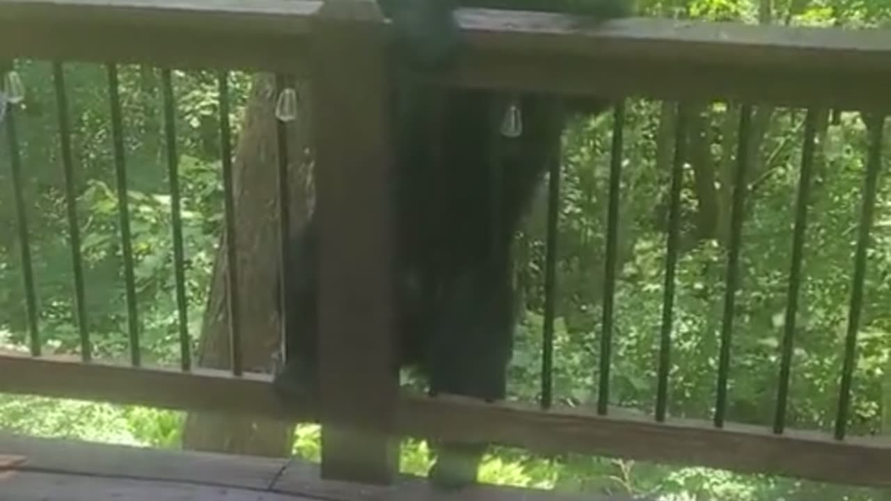 Politely asking a bear to leave