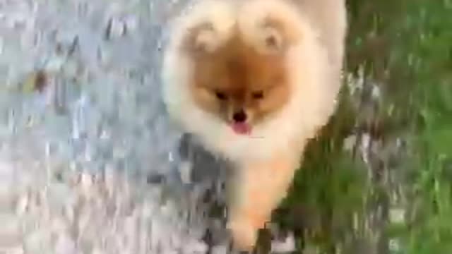 Tik Tok Chó Phốc Sóc Mini 😍 Funny and Cute Pomeranian Min Cute Pets