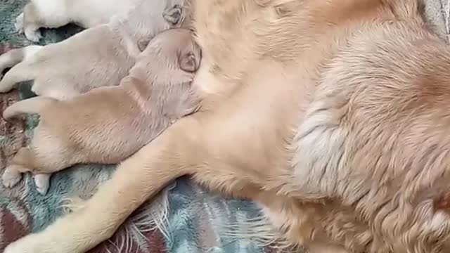Cute Dogs And Cats That Will Make You Laugh