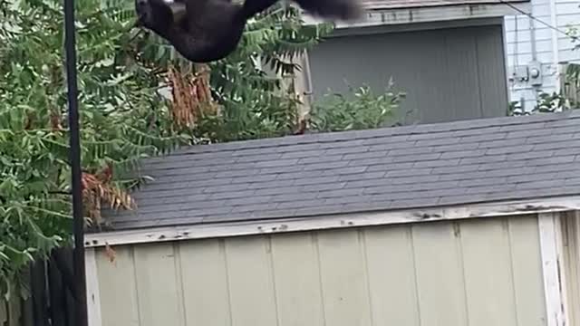 Squirrel Does Some Morning Breakfast Acrobatics