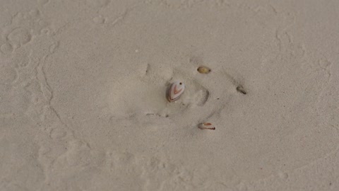 A few small little ones in the shells are buried in the sand when water is poured on them