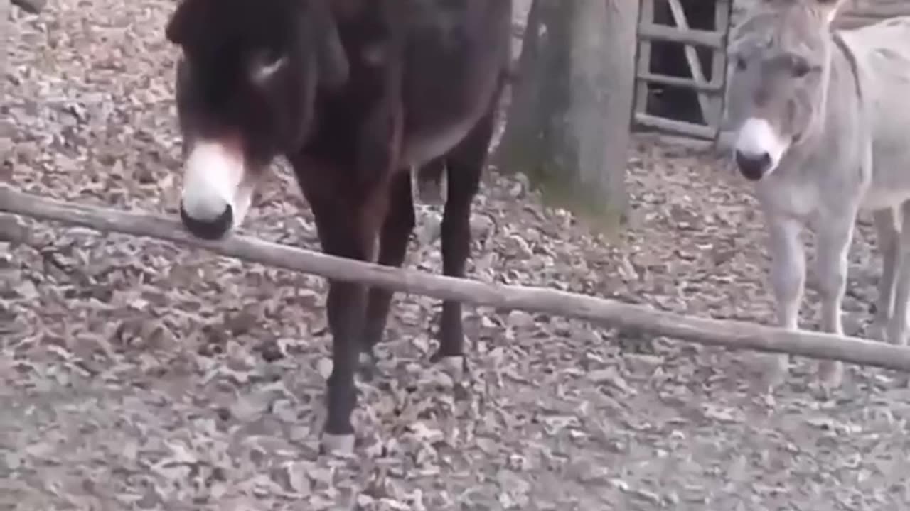 SMART DONKEY