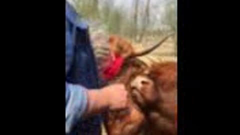 Highland cow