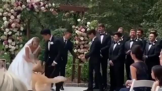 Tag the couple wedding dog