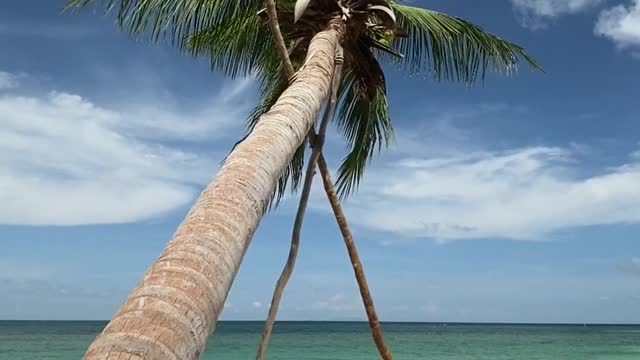 Beautiful view of a tree on the beach