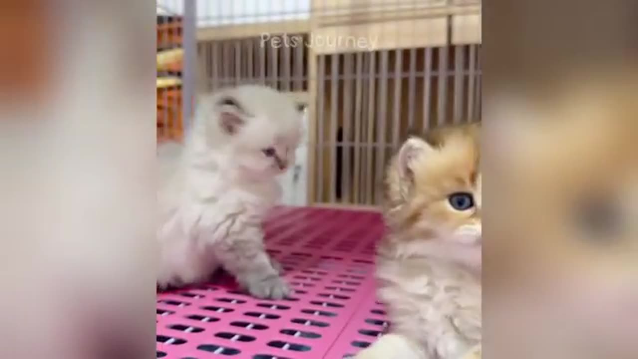 cute funny animal videos