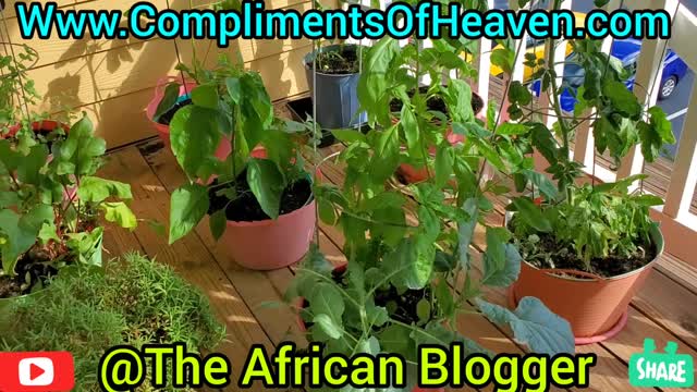 Preppers Survival Skills: Patio Veggie Garden ORGANIC