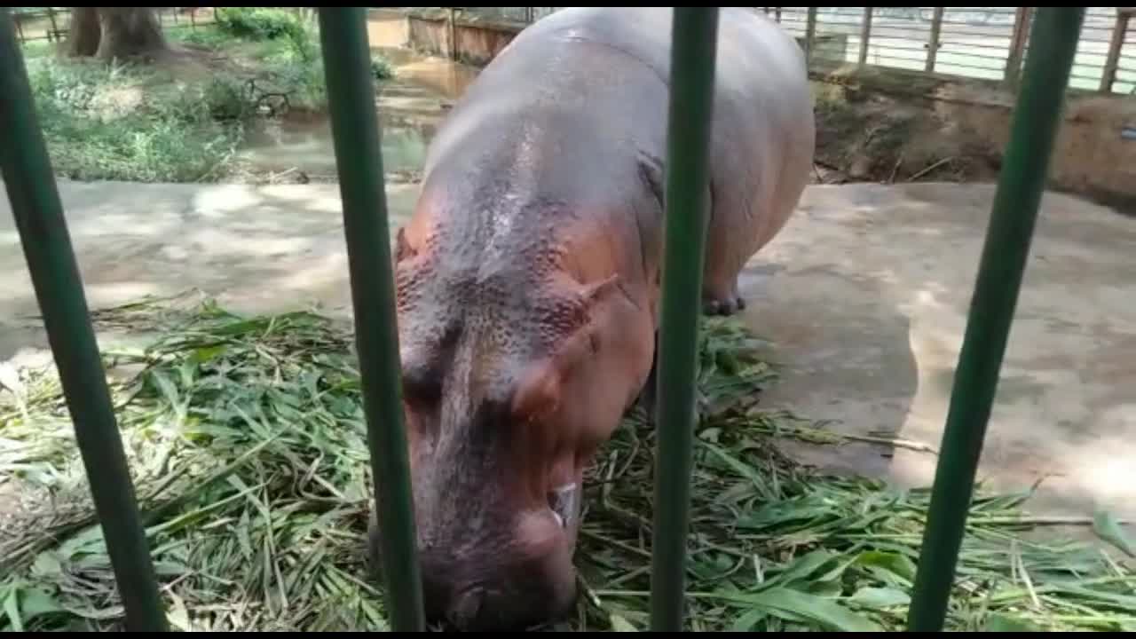Hippo