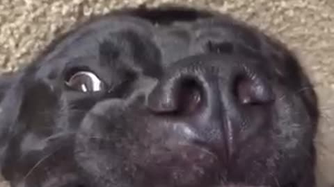 Black dog laying down with its teeth out