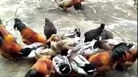 Dog vs chicken epic fight funny