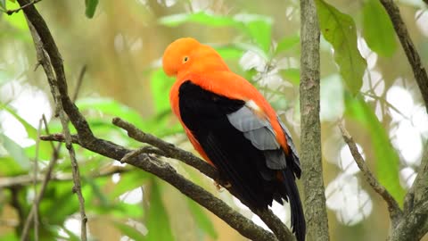 A Black And Orange Finch Perched On A Tree