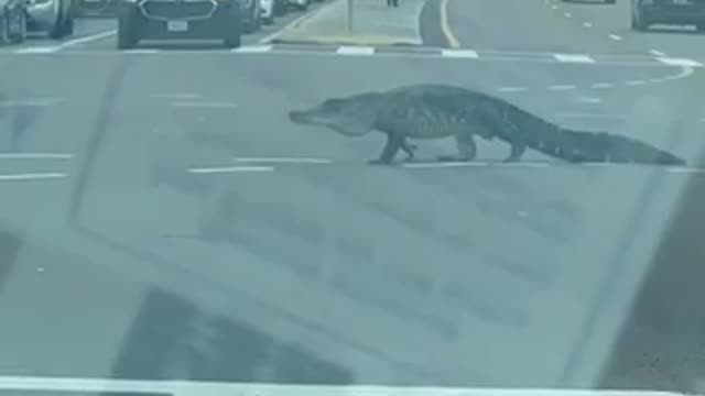 Alligator on the road