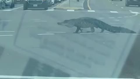 Alligator on the road