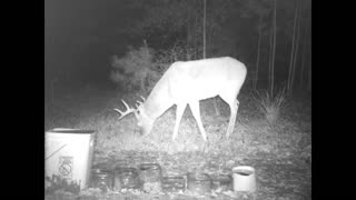 Southeast Texas Backyard Wildlife 126