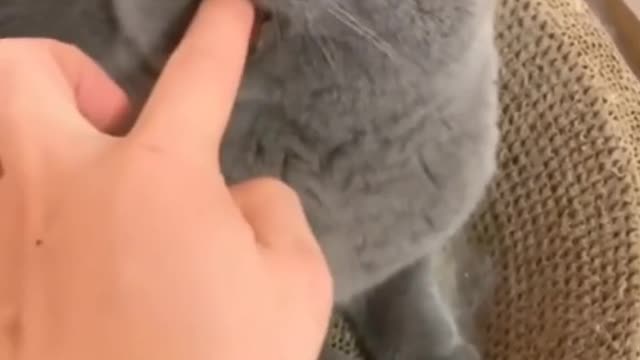 LOOK AT THIS CAT 😂