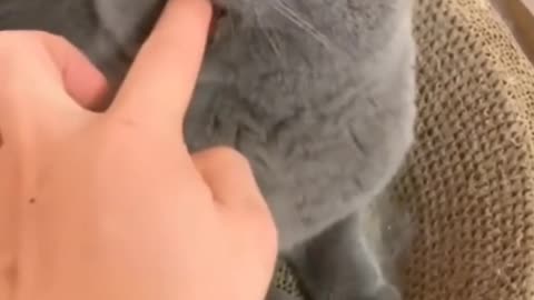 LOOK AT THIS CAT 😂